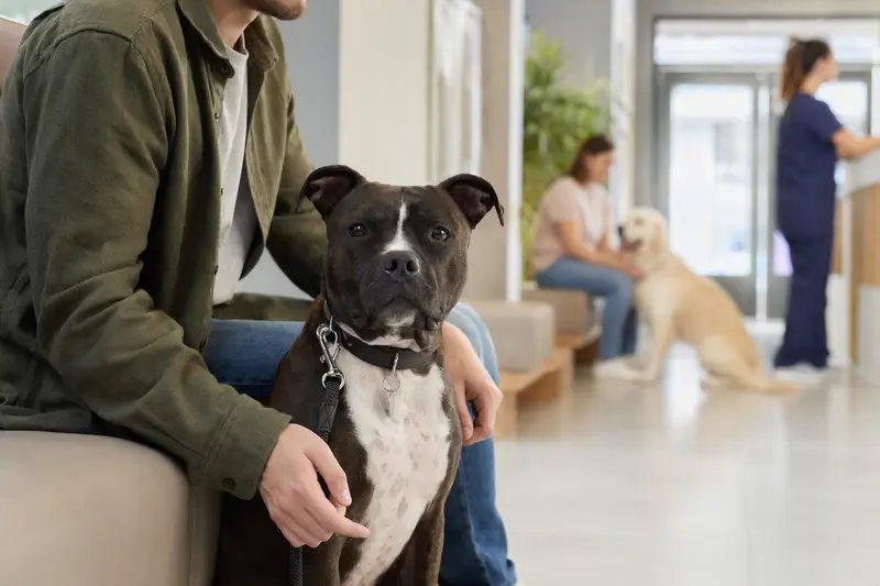 Ein Staffordshire Bullterrier sitzt ruhig neben seinem Besitzer im hellen Wartezimmer einer modernen Tierarztpraxis.